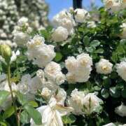 ヒメ日記 2026/04/05 12:37 投稿 リーサ ピンクコレクション大阪キタ店