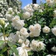 ヒメ日記 2026/04/17 12:29 投稿 リーサ ピンクコレクション大阪キタ店