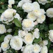 ヒメ日記 2025/11/01 03:16 投稿 リーサ ピンクコレクション尼崎店