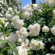 ヒメ日記 2025/12/03 02:12 投稿 リーサ ピンクコレクション尼崎店