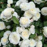 ヒメ日記 2026/02/12 02:02 投稿 リーサ ピンクコレクション尼崎店