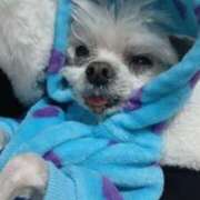 ほのか 黒プーさんの飼い主さんへ🐶 ぽっちゃりプリンセス