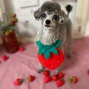 ヒメ日記 2026/03/23 15:57 投稿 ほのか ぽっちゃりプリンセス