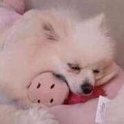 ヒメ日記 2026/04/10 19:44 投稿 ほのか ぽっちゃりプリンセス