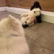 ヒメ日記 2026/06/21 20:16 投稿 ほのか ぽっちゃりプリンセス