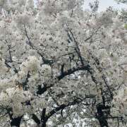 ヒメ日記 2026/04/02 18:37 投稿 ＊ゆりあ＊ Cheers(チアーズ)