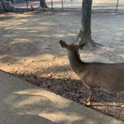 ヒメ日記 2026/02/05 03:48 投稿 なぎさ 白いぽっちゃりさん仙台店