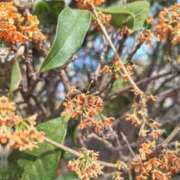 ヒメ日記 2025/10/29 08:40 投稿 華科みずほ（かしなみずほ） 五十路マダムエクスプレス厚木店(カサブランカグループ)