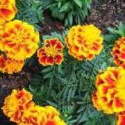 ヒメ日記 2025/11/05 19:28 投稿 華科みずほ（かしなみずほ） 五十路マダムエクスプレス厚木店(カサブランカグループ)