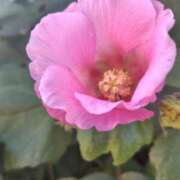 ヒメ日記 2025/11/07 09:00 投稿 華科みずほ（かしなみずほ） 五十路マダムエクスプレス厚木店(カサブランカグループ)