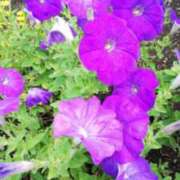 ヒメ日記 2025/11/07 19:32 投稿 華科みずほ（かしなみずほ） 五十路マダムエクスプレス厚木店(カサブランカグループ)