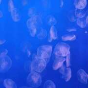 ヒメ日記 2025/11/09 08:36 投稿 華科みずほ（かしなみずほ） 五十路マダムエクスプレス厚木店(カサブランカグループ)