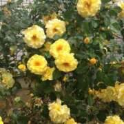 ヒメ日記 2025/11/15 20:00 投稿 華科みずほ（かしなみずほ） 五十路マダムエクスプレス厚木店(カサブランカグループ)