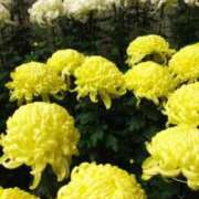 ヒメ日記 2025/11/18 08:42 投稿 華科みずほ（かしなみずほ） 五十路マダムエクスプレス厚木店(カサブランカグループ)