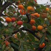 ヒメ日記 2025/11/20 08:28 投稿 華科みずほ（かしなみずほ） 五十路マダムエクスプレス厚木店(カサブランカグループ)