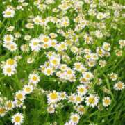 ヒメ日記 2025/11/22 08:24 投稿 華科みずほ（かしなみずほ） 五十路マダムエクスプレス厚木店(カサブランカグループ)