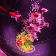 ヒメ日記 2025/11/08 00:30 投稿 ふう 千姫(道後)