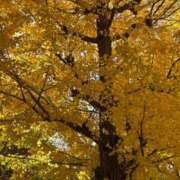 ヒメ日記 2025/12/03 13:32 投稿 ふう 千姫(道後)