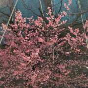 まいか★天然G乳のご奉仕JD★ 💫まいかさんぽ Chloe錦糸町店 S級素人清楚系デリヘル