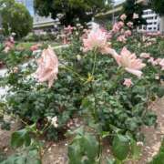 ヒメ日記 2026/07/06 06:58 投稿 美桜☆感度抜群8頭身神スタイル 京都Jewel