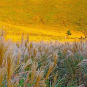 ヒメ日記 2025/11/03 11:11 投稿 香椎まゆき ワイフコレクション