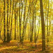 ヒメ日記 2025/11/10 09:00 投稿 香椎まゆき ワイフコレクション