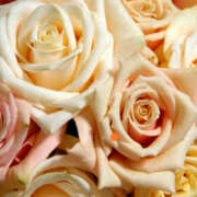 ヒメ日記 2025/11/15 06:30 投稿 香椎まゆき ワイフコレクション