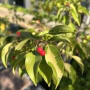 ヒメ日記 2025/12/09 13:30 投稿 香椎まゆき ワイフコレクション