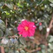 香椎まゆき ✨ひかりがそっと溶かす午後 💛 ワイフコレクション