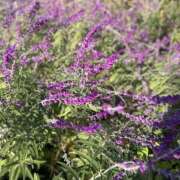 ヒメ日記 2025/12/19 12:30 投稿 香椎まゆき ワイフコレクション