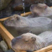 ヒメ日記 2025/12/23 12:12 投稿 香椎まゆき ワイフコレクション