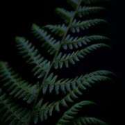 ヒメ日記 2025/12/24 22:00 投稿 香椎まゆき ワイフコレクション