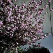 ヒメ日記 2026/04/26 08:06 投稿 真莉 快楽玉乱堂