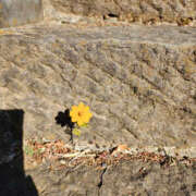 ヒメ日記 2026/01/23 10:16 投稿 ちほ 奥鉄オクテツ神奈川店（デリヘル市場グループ）