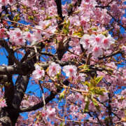 ヒメ日記 2026/02/20 08:36 投稿 ちほ 奥鉄オクテツ神奈川店（デリヘル市場グループ）