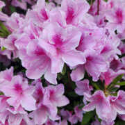 ちほ 満開🌸 奥鉄オクテツ神奈川店（デリヘル市場グループ）