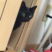 ヒメ日記 2025/11/03 09:31 投稿 ねこ ZERO-i