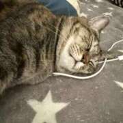 ヒメ日記 2025/11/14 03:46 投稿 ねこ ZERO-i