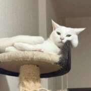 ヒメ日記 2025/11/24 02:36 投稿 ねこ ZERO-i