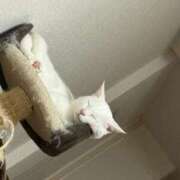 ヒメ日記 2025/12/25 01:46 投稿 ねこ ZERO-i