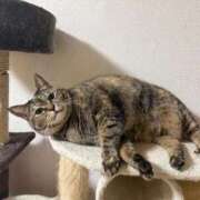 ヒメ日記 2026/02/02 01:06 投稿 ねこ ZERO-i