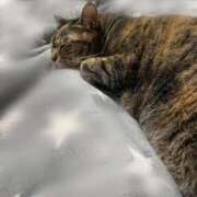 ヒメ日記 2026/02/17 00:56 投稿 ねこ ZERO-i