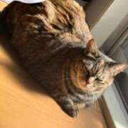 ねこ 猫の日🐱 ZERO-i