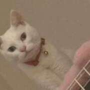 ヒメ日記 2026/09/27 18:06 投稿 ねこ ZERO-i