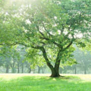 ヒメ日記 2025/10/30 08:30 投稿 吉永留美 五十路マダムエクスプレス横浜店（カサブランカグループ）