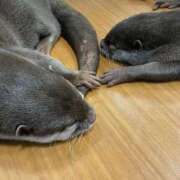 はまち 🦦 ノース -North-