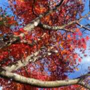 ヒメ日記 2025/11/18 22:37 投稿 『みや』 ESSENCE