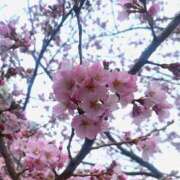 ヒメ日記 2026/03/20 17:09 投稿 『みや』 ESSENCE