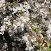 ヒメ日記 2026/04/01 09:33 投稿 『みや』 ESSENCE