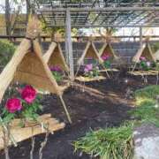 ヒメ日記 2026/04/25 23:12 投稿 『みや』 ESSENCE